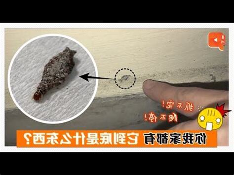 房間 飛蛾